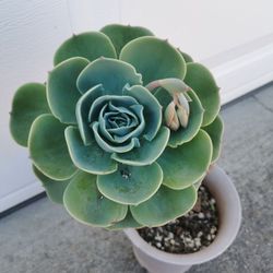18"  Flowering Echeveria imbricata Blue Rose extra large succulent 5/6 yrs old Only 1 hurry buy