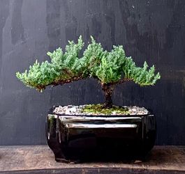Bonsai Juniper
