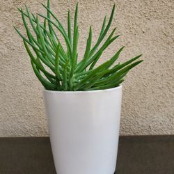 Beautiful Ceramic Pot With Succulent