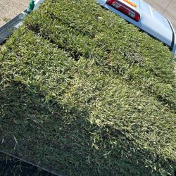 St.Augustine Grass 