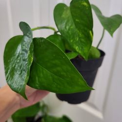 🌿Healthy Live Air Purifying Houseplant Pothos In Pot 4" ~ $5/Ea