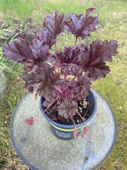 'Palace Purple' Heuchera