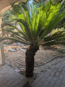 Large Sago Palm Tree