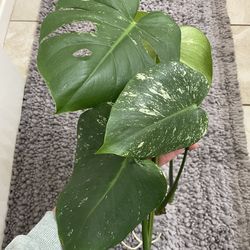Monstera mint cuttings