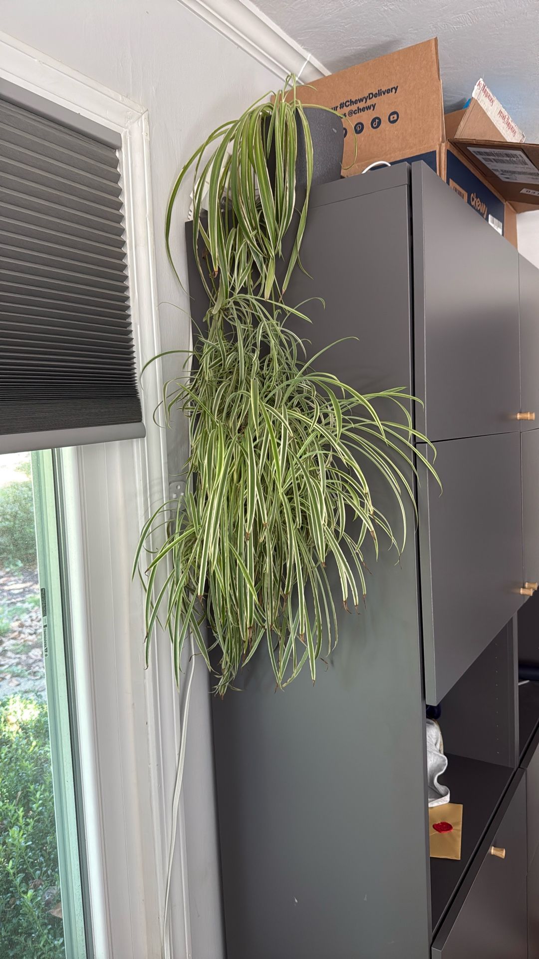 Spider Plant 