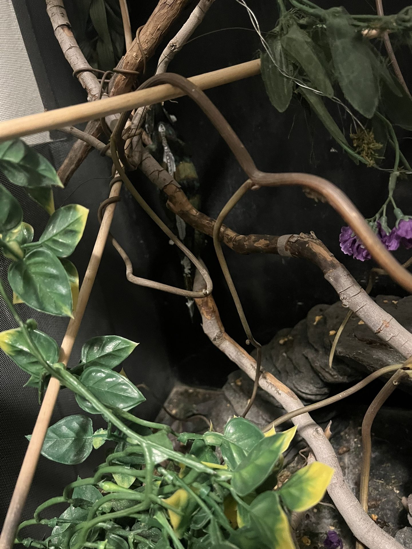 Reptile Enclosure