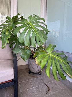 Plants (4) with pots