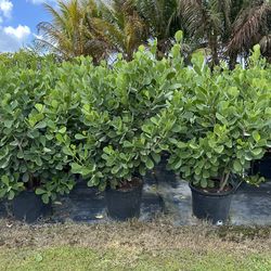 Clusias perfect for privacy