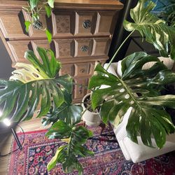Downsizing Plant Collection of Rare And Common Plants