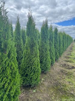 Emerald Green Arborvitae and Cypress Trees