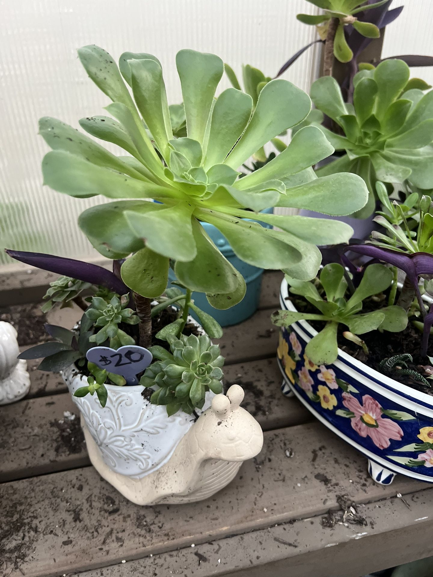 Many Cute Succulents