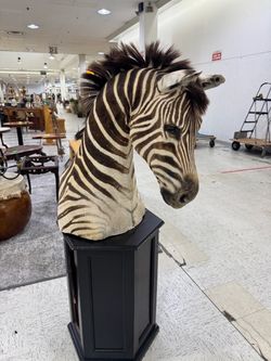 Zebra Shoulder Taxidermy on Pedestal