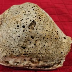 Vintage Fossilized Seashell  7"