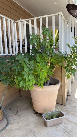 Schifflera plant needs a yard to call home