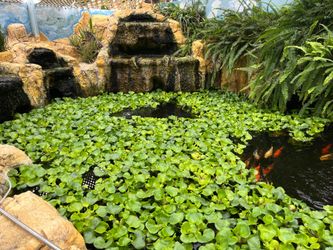 Water Hyacinths