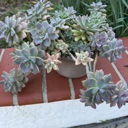 Beautiful Succulent Plant 