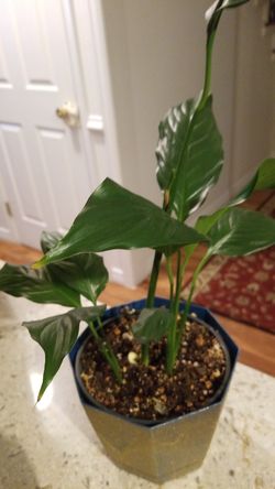 White Premium Sympathy Peace Lily - Indoor Plants