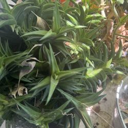 Big plant In Glazed Ceramic Pot 