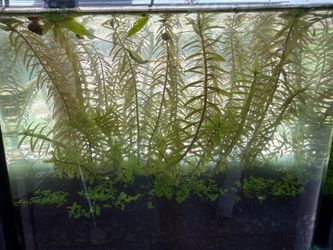 Rotala aquarium plant