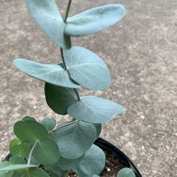 Silver Dollar Eucalipto plant