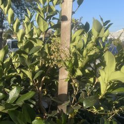 Beautiful Tree $36 Each