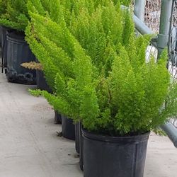 Fox Fern 3gallon 1ft Tall 