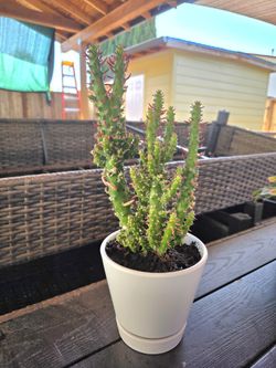 Pink Eves Pin Needle Cactus in White Pot