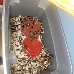Dubia & Mealworms Colony (Need To Re-home ASAP)