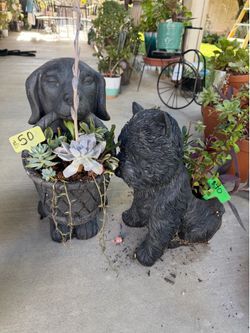 Many Beautiful Succulents