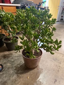 Jade plant