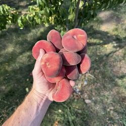White donut peaches trees / Árboles de durazno dona $40 each