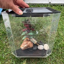 Betta Tank