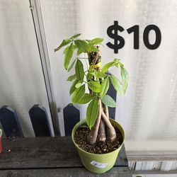 Money tree