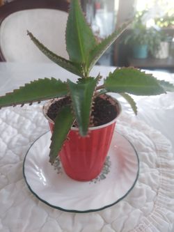 Kalanchoe PinnataPlant