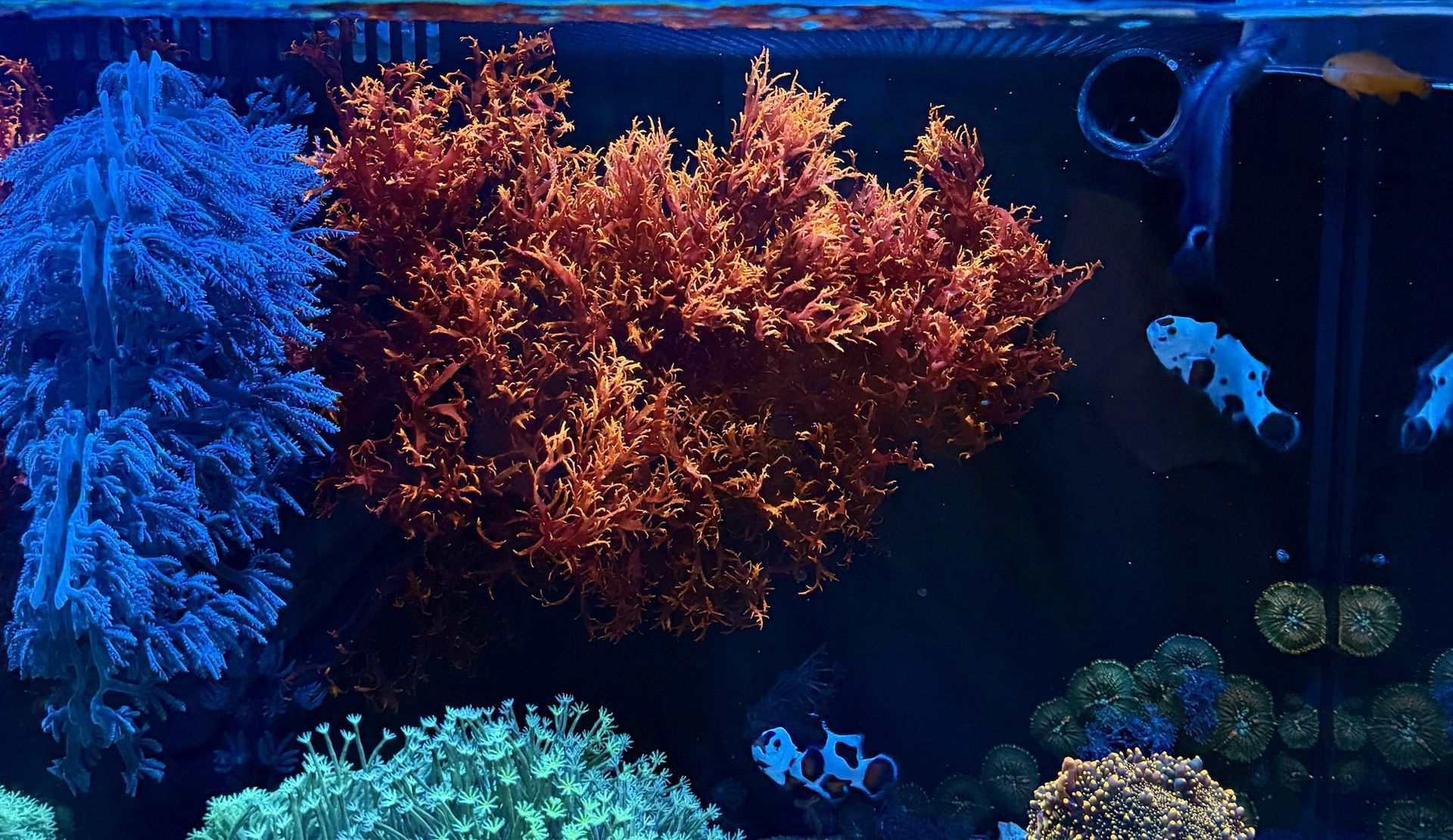 Dragon Breath Macro Algae 