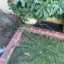 Plants 50$