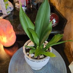 Great Mother's Small Day Gift....Snake Plant In Ceramic Pot With Shells 