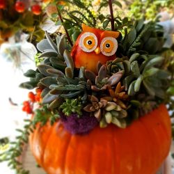 Large Pumpkin With Succulent