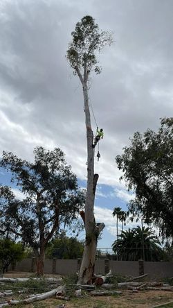Trees
