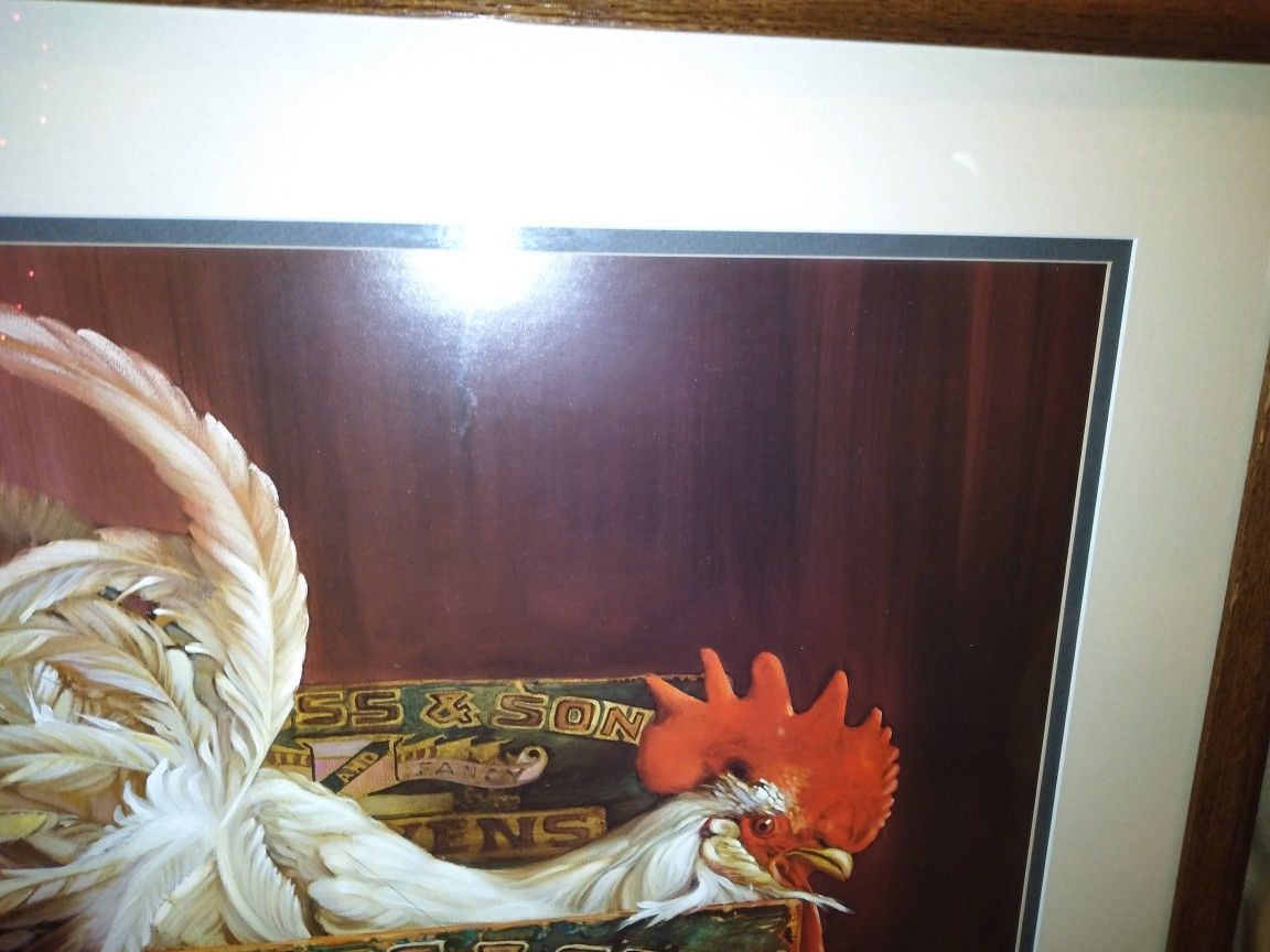 20 years Old Rooster Print