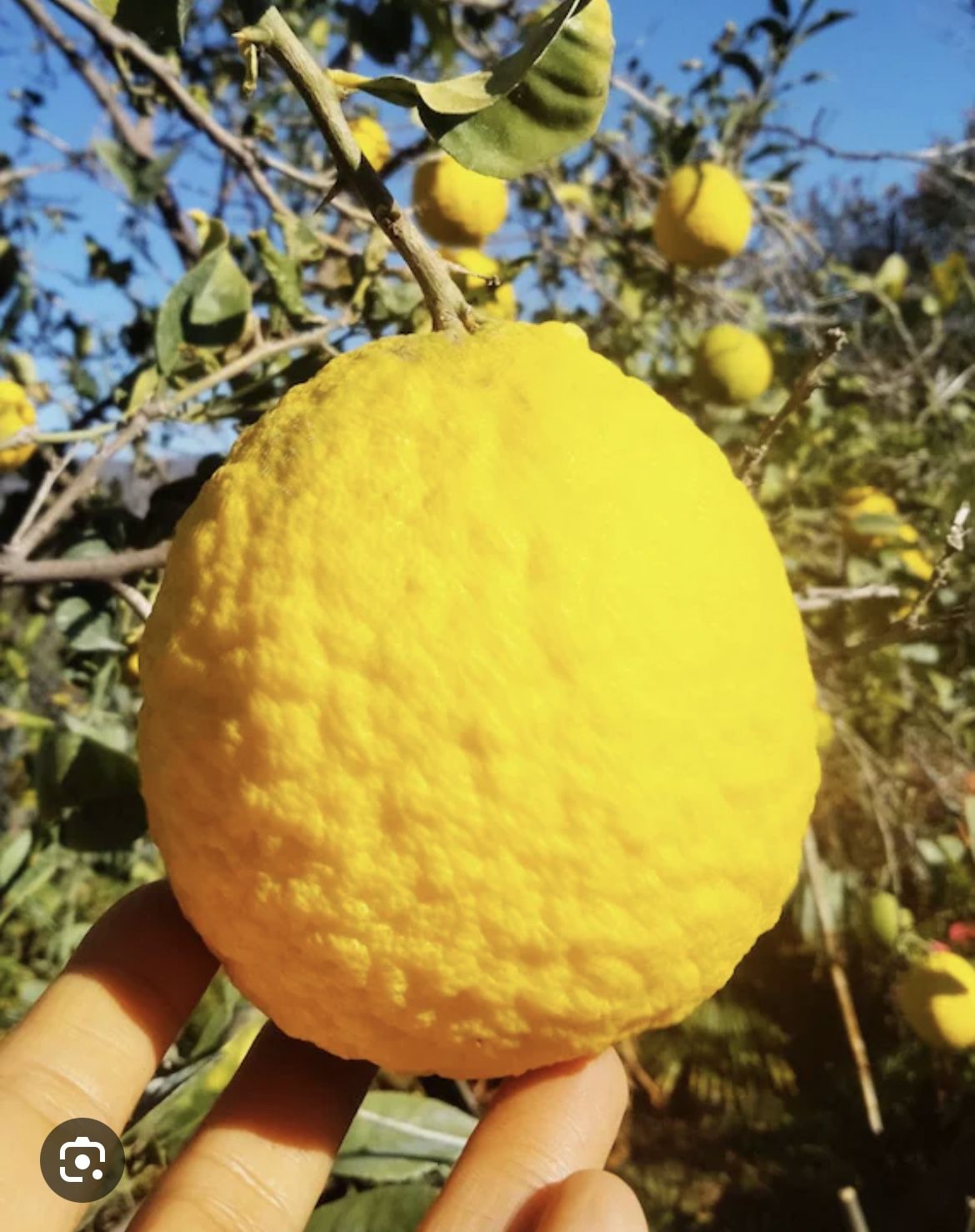 Grafted Ponderosa Lemon 🍋 Tree 7 Gl