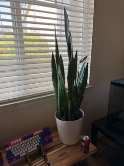 Snake Plant (its name is Usher)