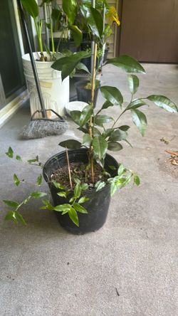 Lemon plant