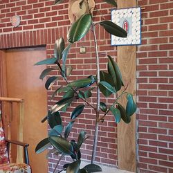 Healthy 7 Foot Tall Rubber Tree
