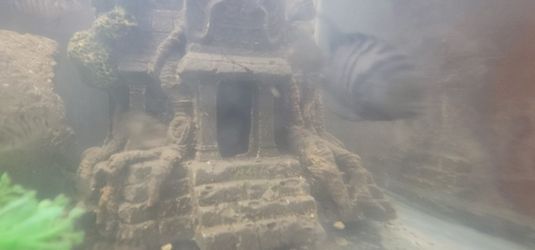 Convict Cichlid Tank Deccor. 6 0ieces