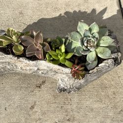 Driftwood large succulent planter