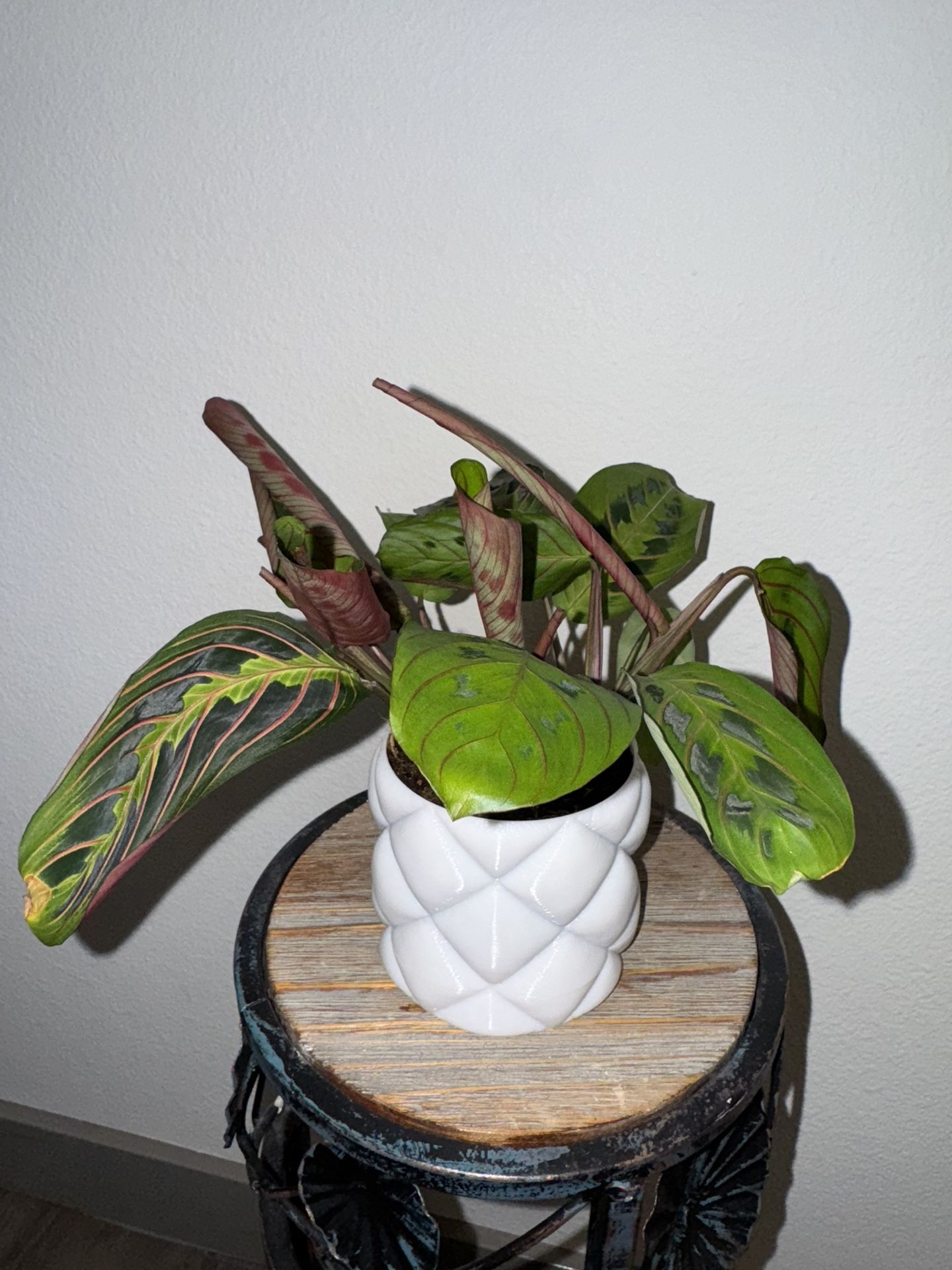 Small Prayer Plant In 3d Printed Pot With Drainage