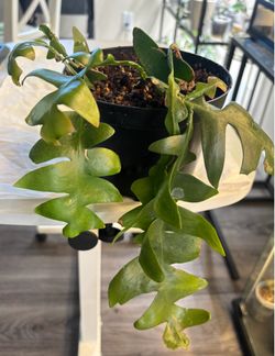 Bundle of indoor plants SALE