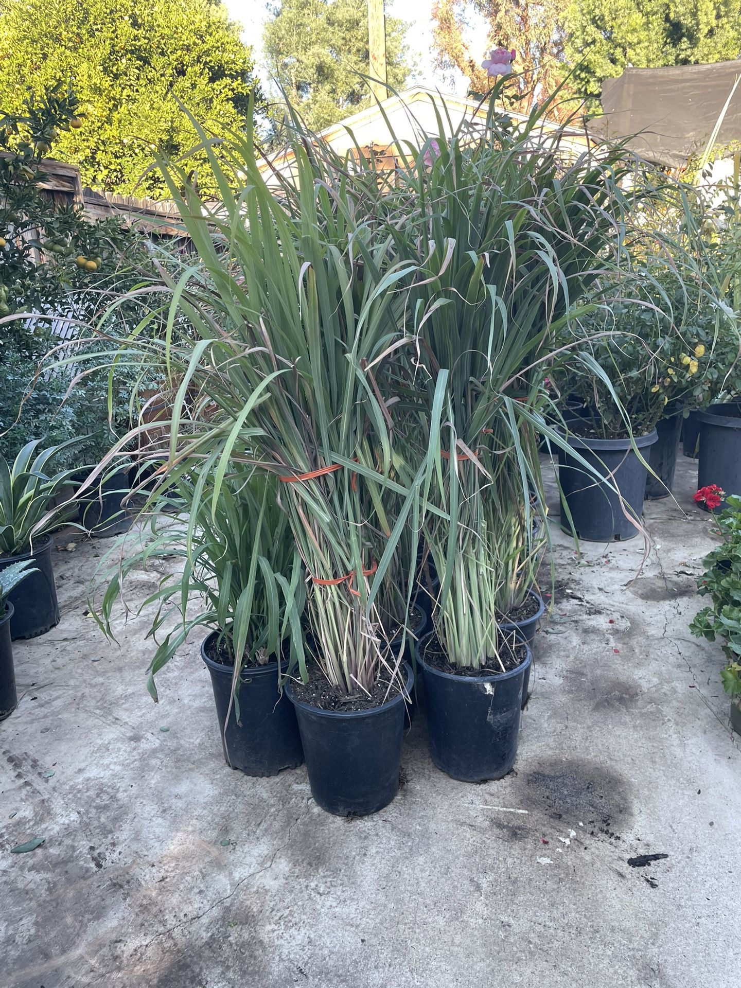 lemongrass plants