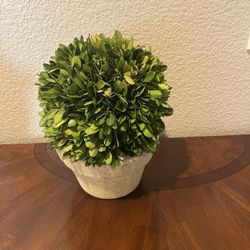 Artificial Plant 